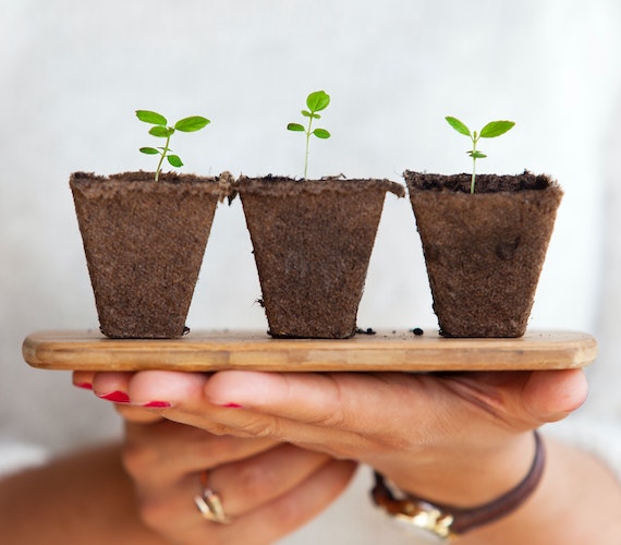 Three small plants balanced on a plank held by a hand.