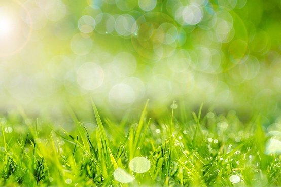 Close up of grass bathed in sunlight.