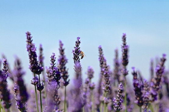 A lavender field.