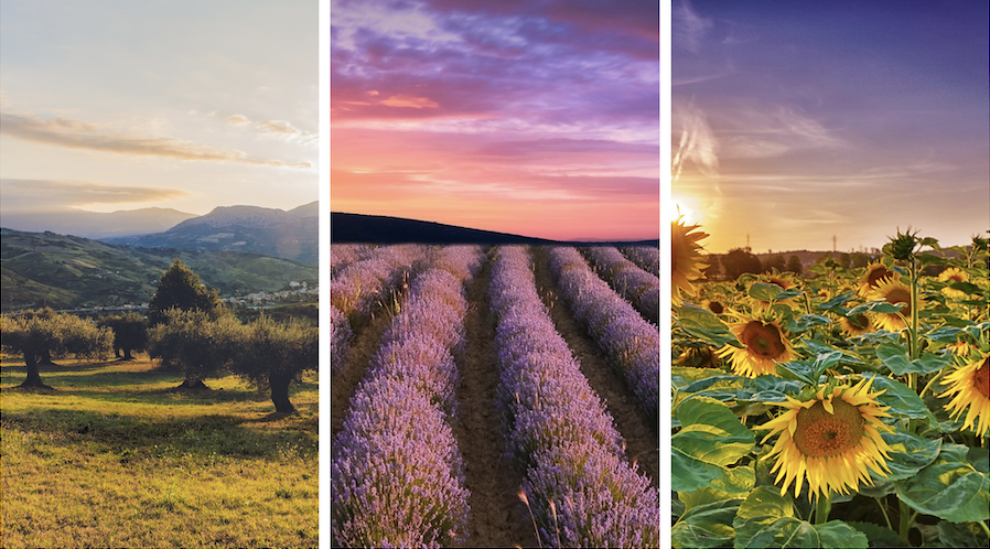 A triptych of natural scenes showing a mountain at sunrise, a lavender field at sunset, and sunflowers at dawn.