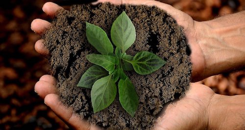 Two hands holding a plant rooted in a pile of dirt.