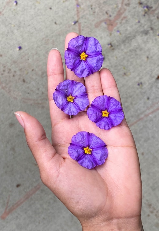 Purple flowers balanced on the palm of a hand.