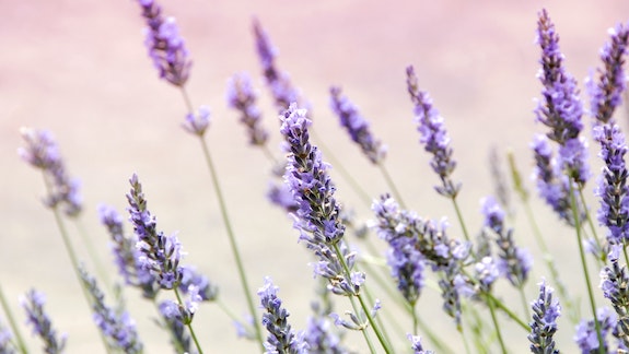 Lavender plants.