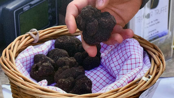 Three truffles on a wooden plate next to a yellow tulip.