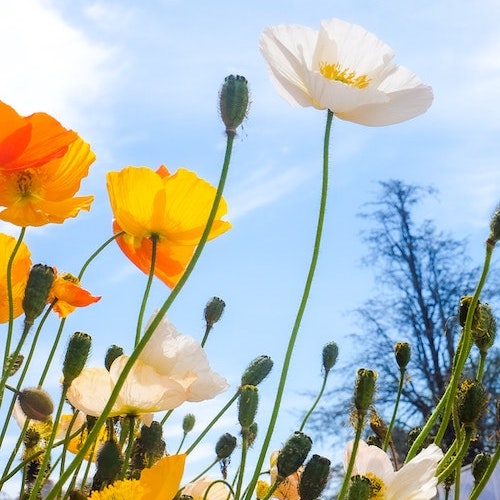 orange and white flowers against a blue sky.