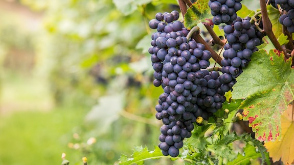 Purple grapes on a vine.