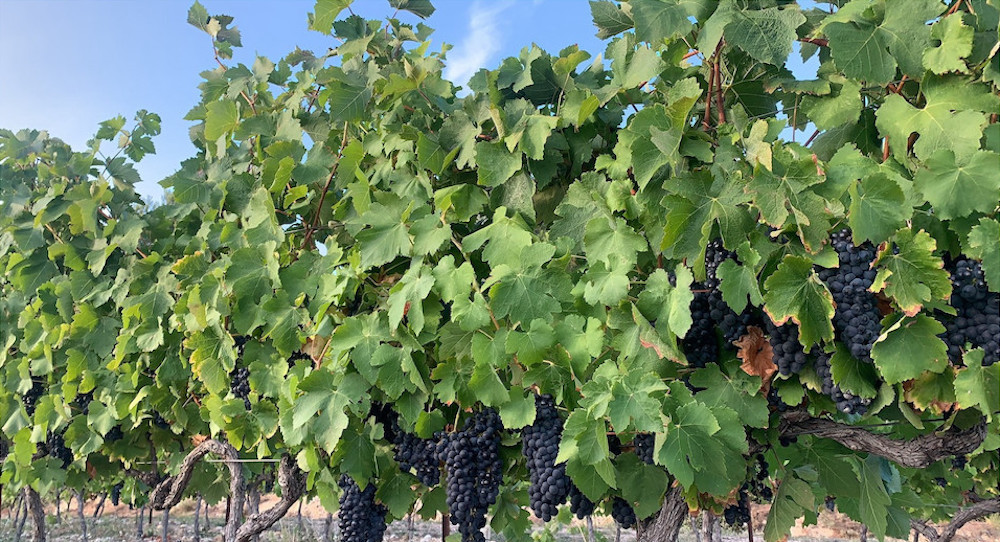 Black grapes on the vine shrouded by green leaves.