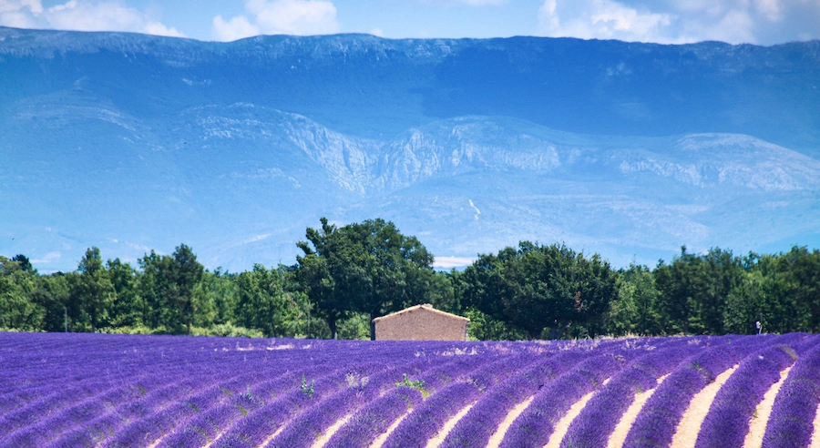 A lavender field in bloom against a backdrop of blue mountains.