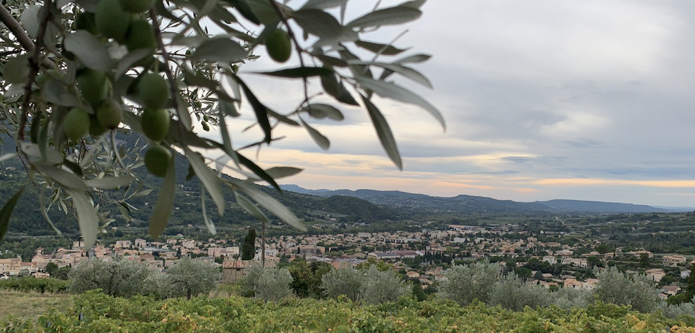 A view of Nyons from the top of an olive grove.