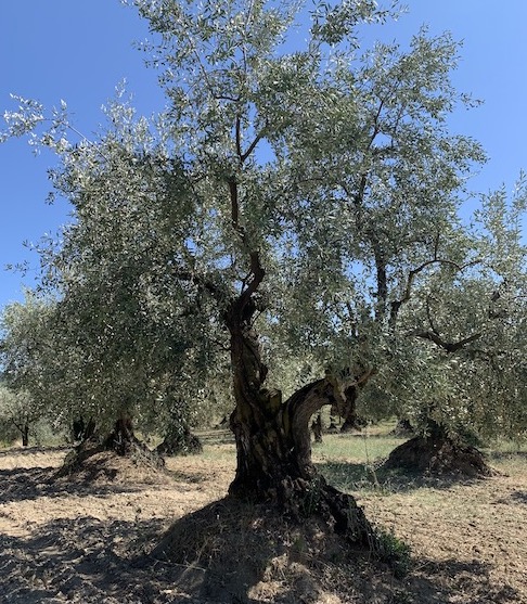 An olive tree in Nyons.