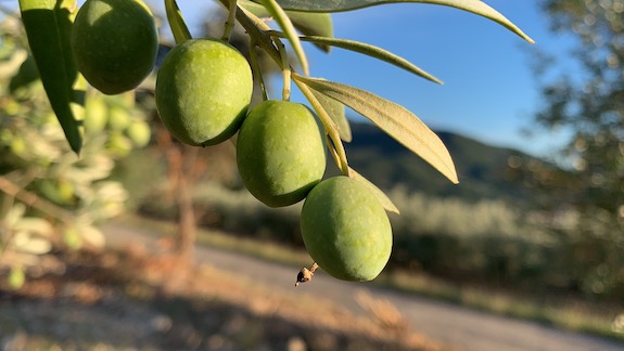 Green olives on an olive tree.