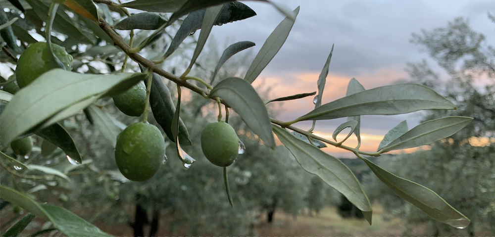 A close up of an olive branch with green olives dripping with rain.