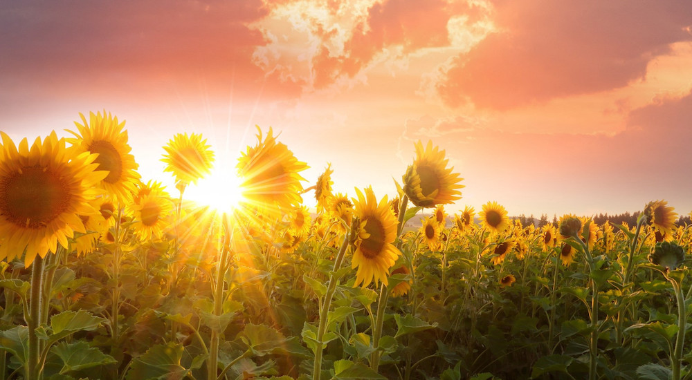 A field of sunflowers with the setting sun shining between two flowers.