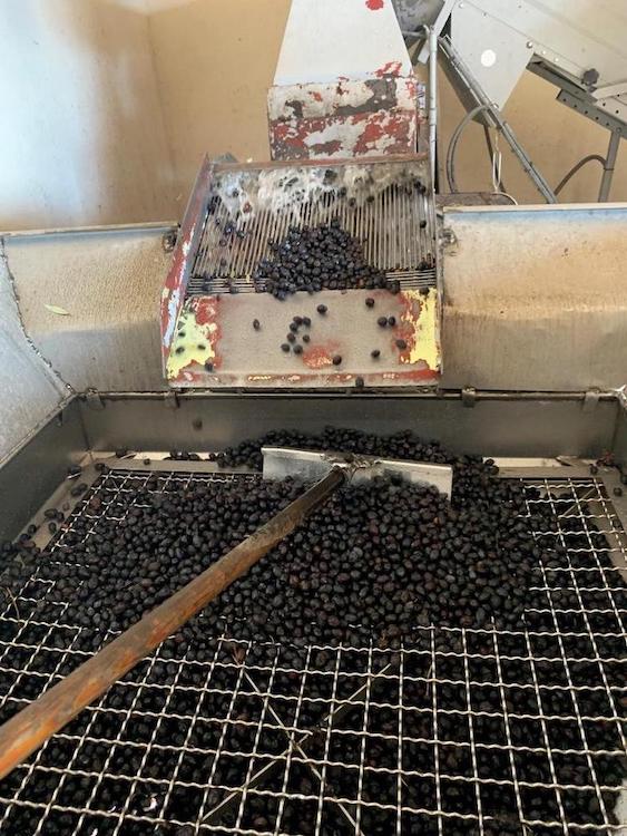 Black olives being raked and cleaned.