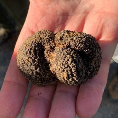 A black truffle lying in the palmm of a hand