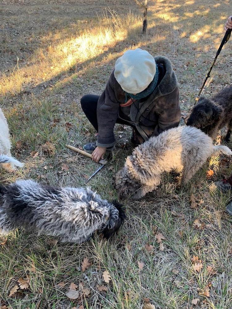 One person and two fluffy dogs examining the ground for truffles.