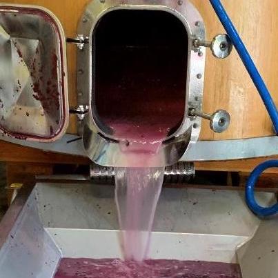 Grape juice being separated from pomace