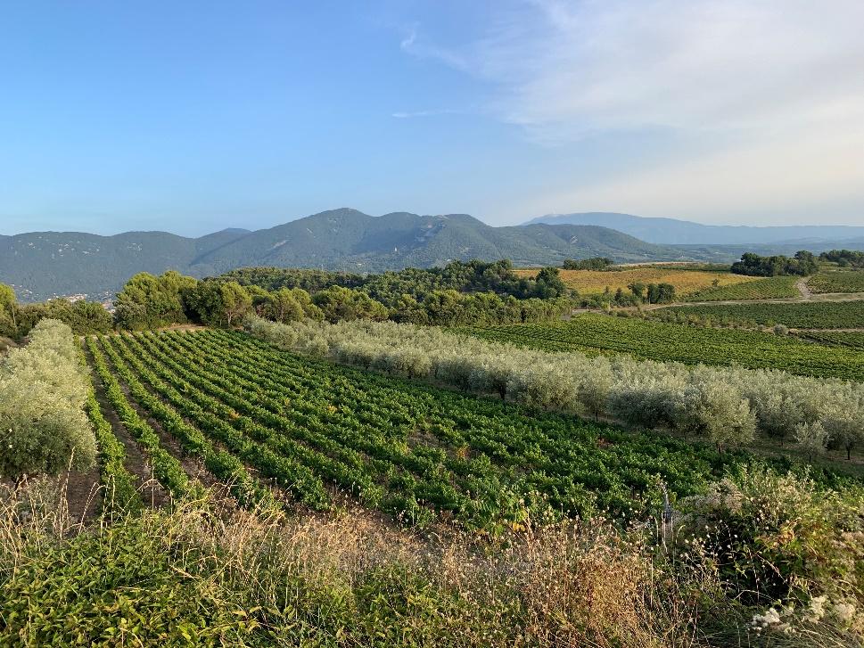 A field of alternating vines and olive groves under a blue sky with mountains in the distance.