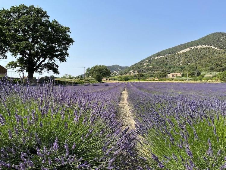 A lavender field in Provence. The lavender flowers are in bloom.