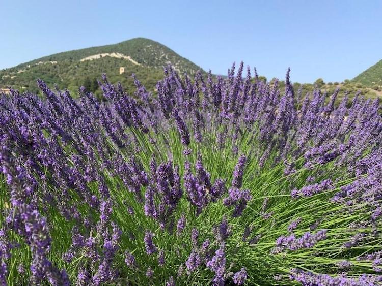 Lavender flowers in bloom on a farm in Provence.