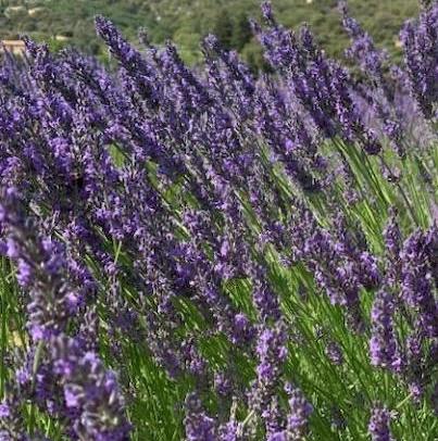 Lavender flowers in bloom on a farm in Provence.