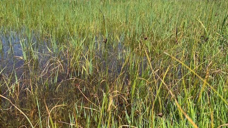 A rice field in Camargue.