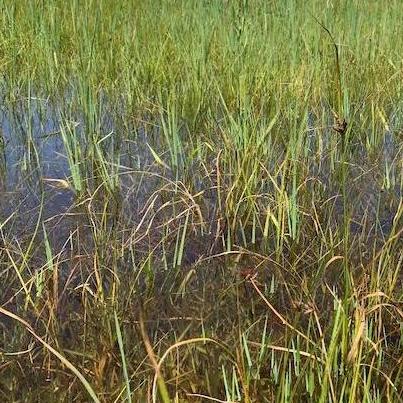 A rice field in Camargue.