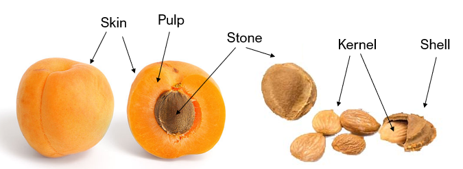 A labeled diagram of an apricot, indicating its skin, pulp, stone, shell, and kernel.