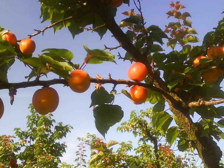 A branch of an apricot tree. The branch is covered with orange apricots.