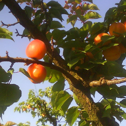 An apricot tree in the Baronnies.