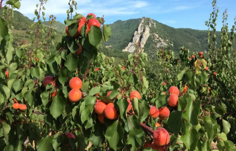 An apricot plot filled with trees laden with orange apricots. There is a forested mountain in the distance.