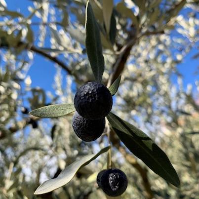 A black olive fruit hanging from an olive tree branch.