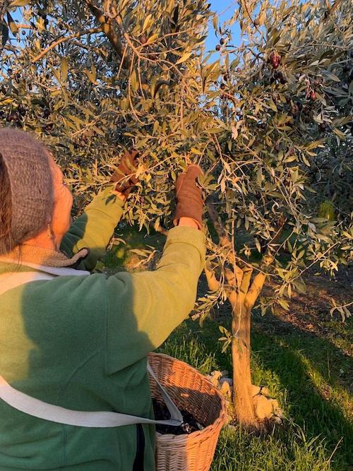 A woman picks black olives from an olive tree.