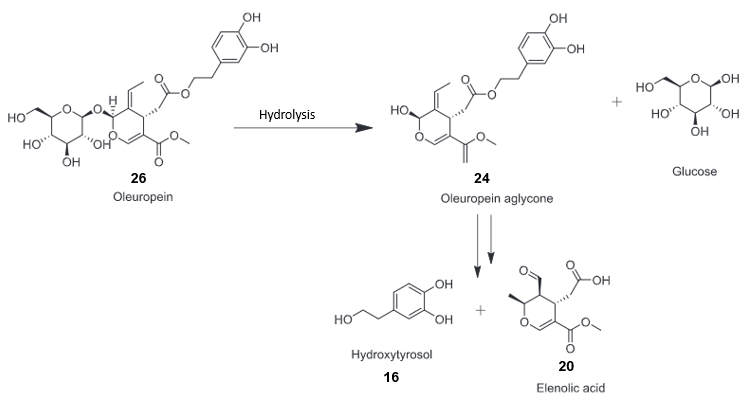 A diagram showing oleuropein producing oleuropein aglycone via hydrolysis. Oleuropein aglycone and glucose then produce hydroxytyrosol and elenolic acid.