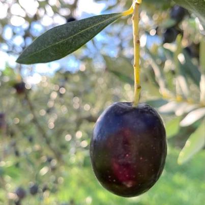 A black olive fruit hanging from an olive tree branch.