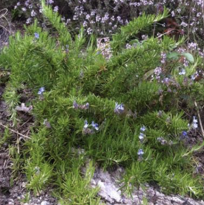 A green leafy thyme plant with small purple flowers.