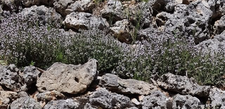 Thyme blooming on a rocky landscape.