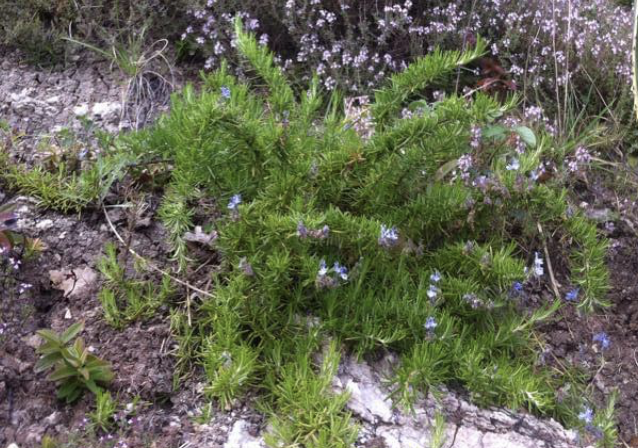 A green, leafy thyme dotted with small purple flowers.