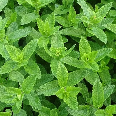 Green mint leaves.