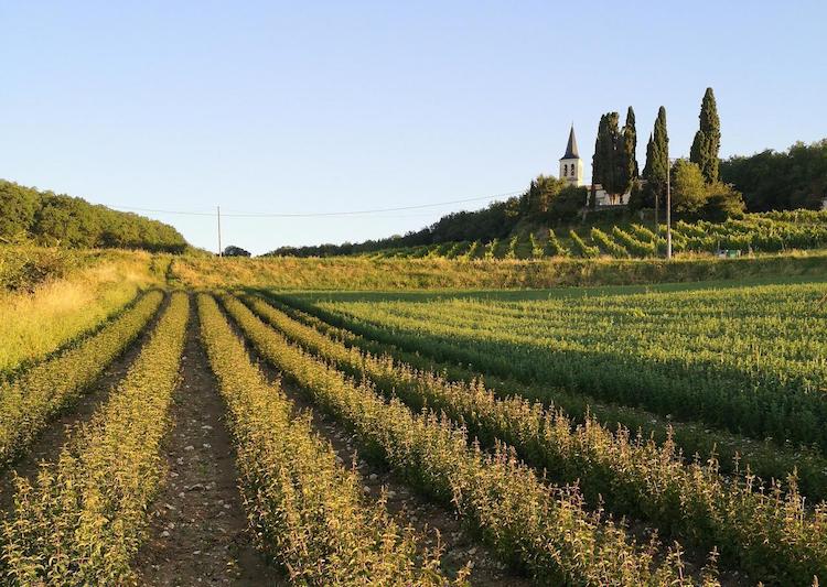 A green and gold mint field. The mint is planted in rows.