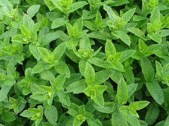 Green mint leaves.