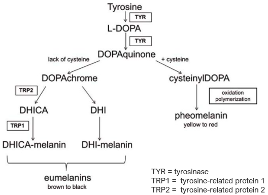 The melanin formation pathway, which starts with tyrosine.