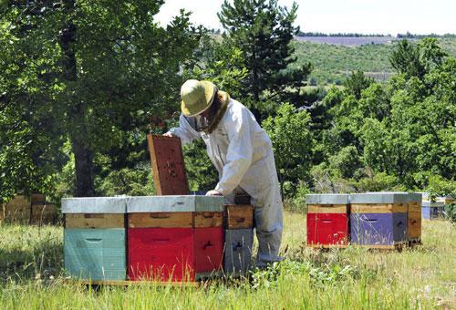 A beekeeper removing a shelf from a beehive.