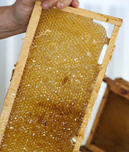 A beehive's cells filled with honey.