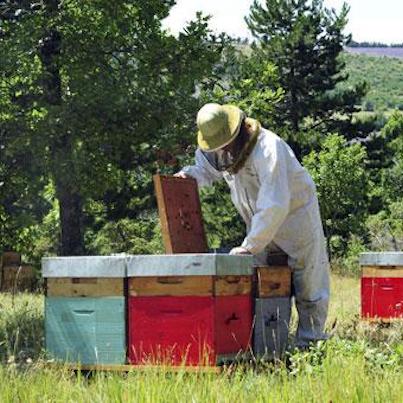 A beekeeper removing a shelf from a beehive.