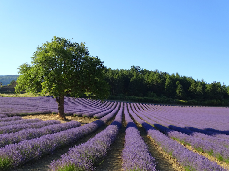 A lavender field in full bloom.