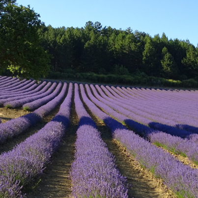 A lavender field.