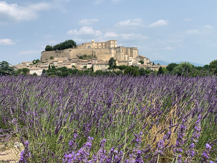 Lavender blooms in front of beige buildings.