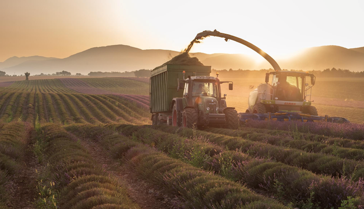 A lavender field being harvested at sunset.