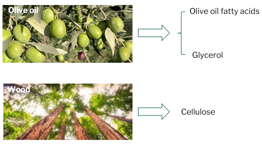 Above, a photo of green olives, labelled 'Olive oil', and an arrow indicating that olive oil fatty acids and glycerol are derived from the oil. Below, a photo of trees in a forest, labelled 'Wood', and an arrow indicating that cellulose is derived from the wood.